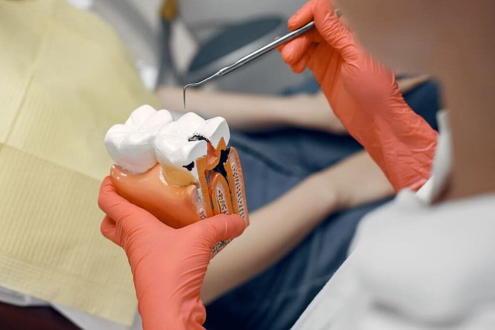 dentista mostrando modelo dental a paciente