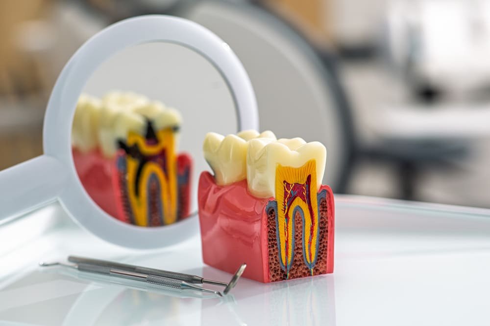 modelo dental vibrante muestra estructura del diente interno